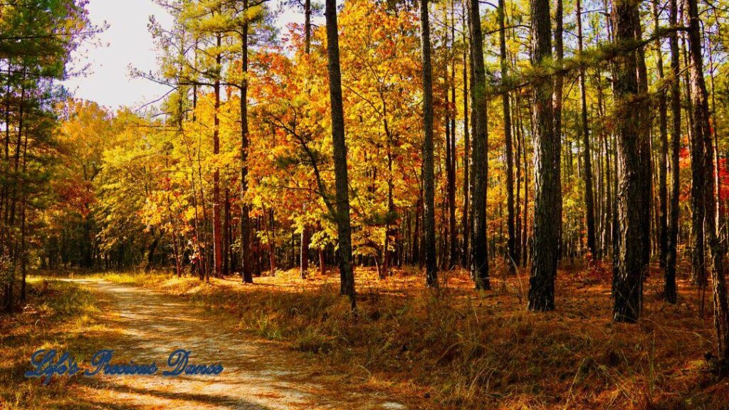 A leave covered trail leading through colorful trees in the forest.