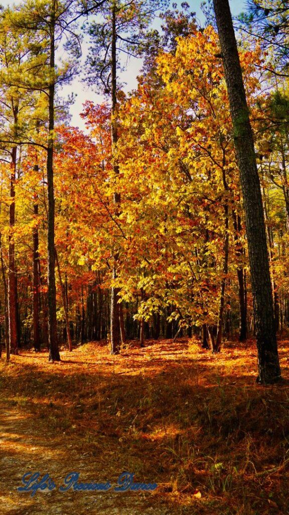 Colorful trees along a trail in the forest.