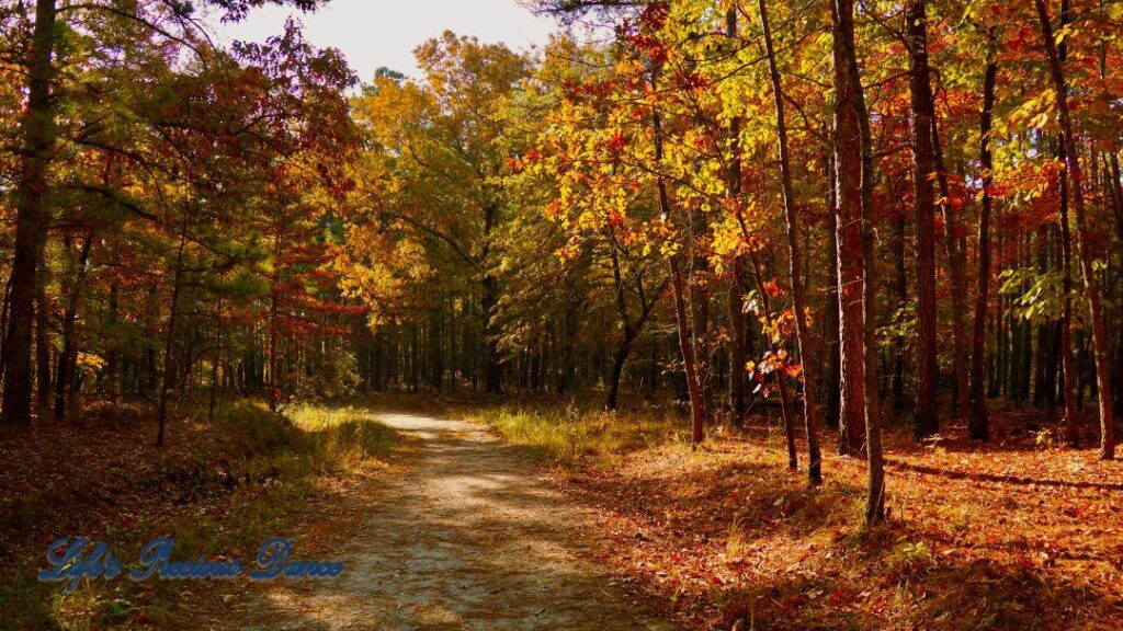 A leave covered trail leading through colorful trees in the forest.