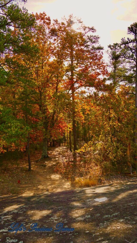 Beginning of trail leading into a forest of colorful trees.