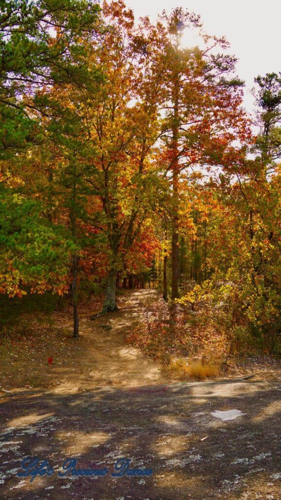 Beginning of trail leading into a forest of colorful trees.