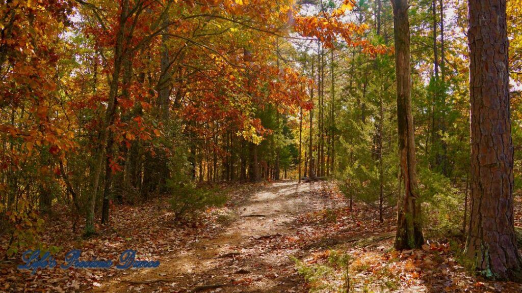 A leave covered trail leading through colorful trees in the forest.