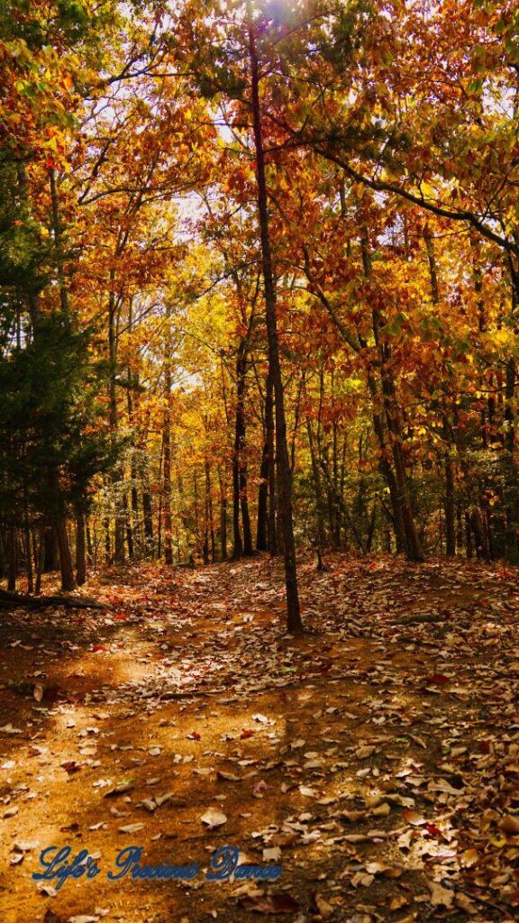 A leave covered trail leading through colorful trees in the forest.