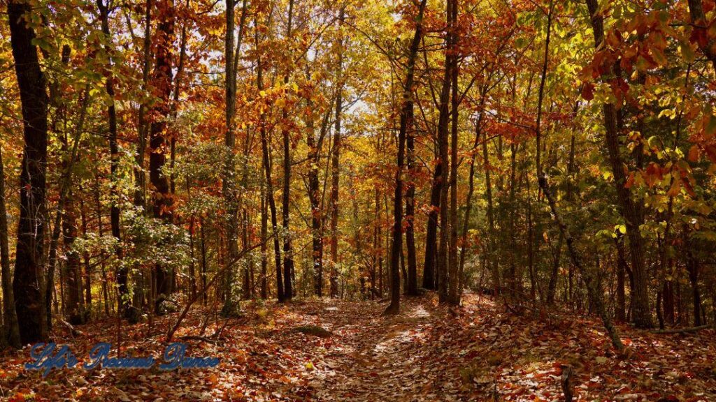 A leave covered trail leading through colorful trees in the forest.