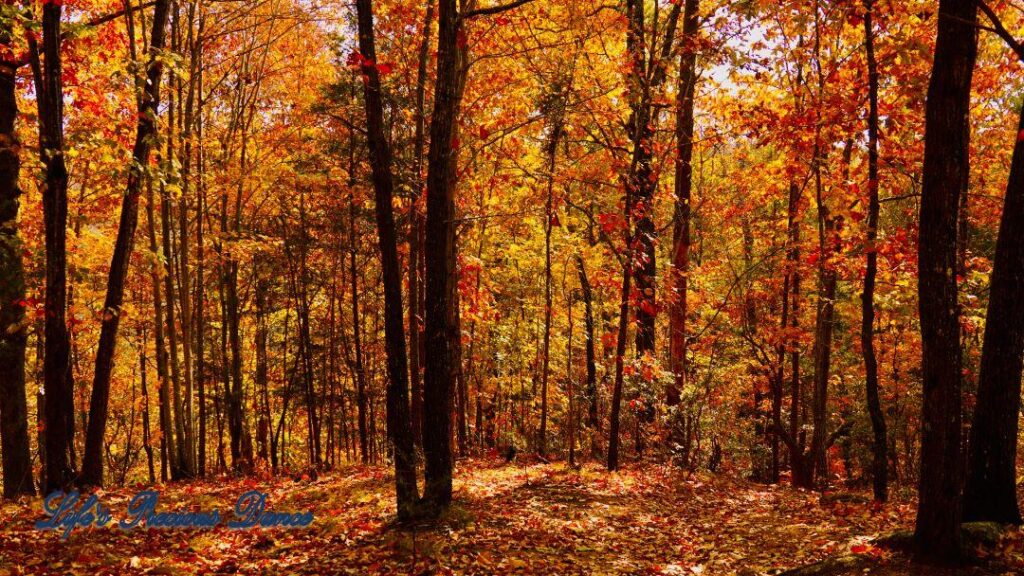 Colorful trees and leaves in the forest.