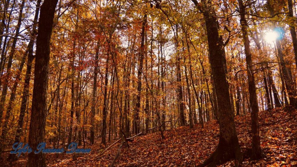 Colorful trees on a leave covered hill in the forest. The sun peeking through.