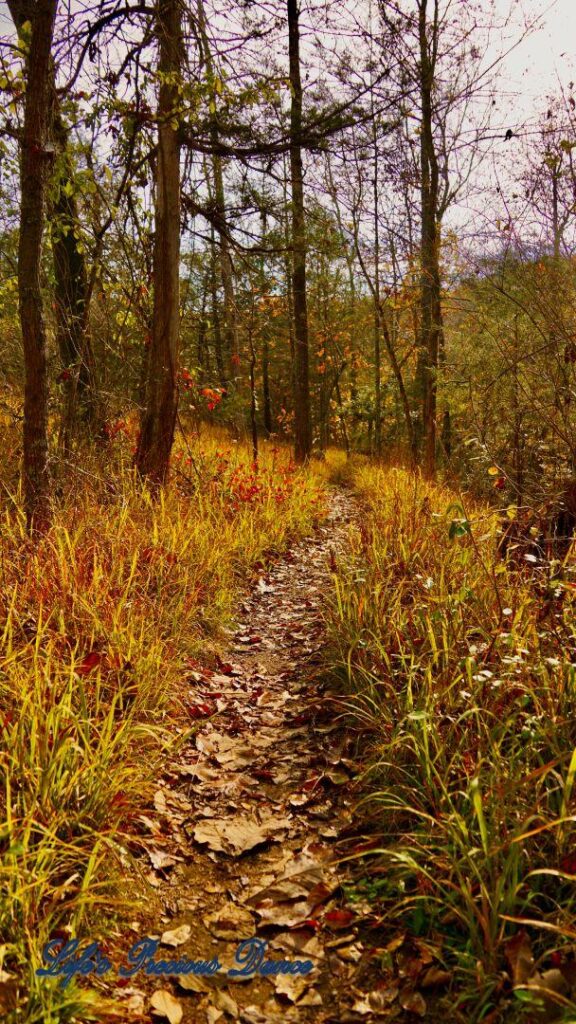 A leave covered trail, with tall grass on the sides, leading through colorful trees in the forest.