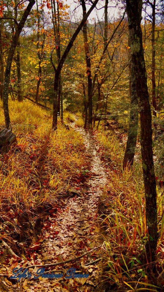 A leave covered trail, with tall grass on the sides, leading through colorful trees in the forest.