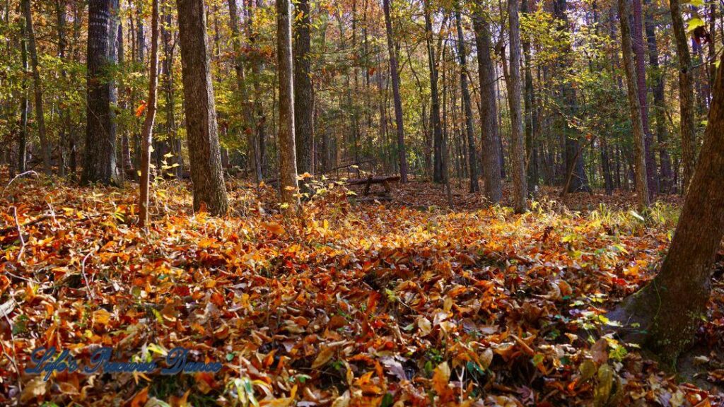 Colorful leaves covering the forest floor, against a backdrop of trees.