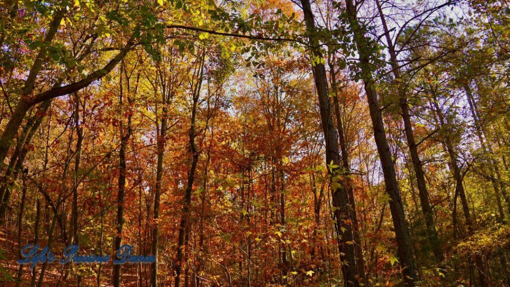 Upwards look at colorful trees in the forest.