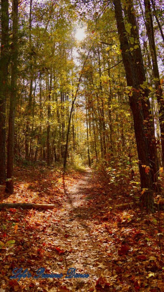 A leave covered trail leading through colorful trees in the forest.