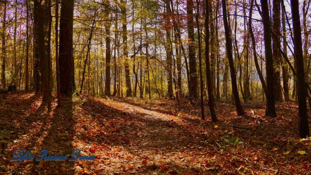 A leave covered trail leading through colorful trees, casting shadows, in the forest.