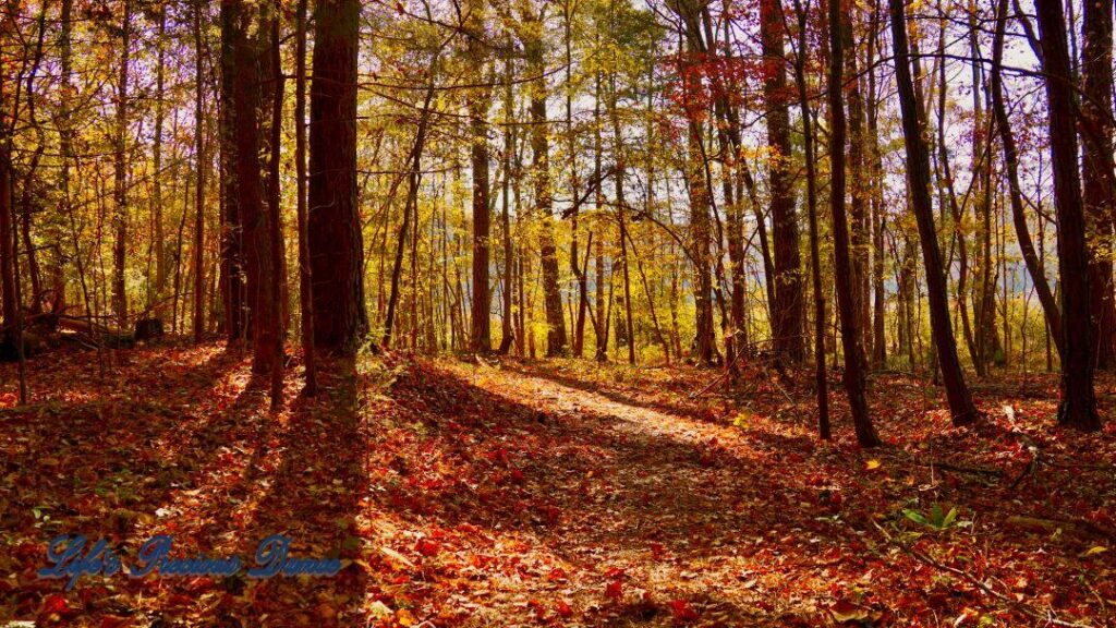 A leave covered trail leading through colorful trees, casting shadows, in the forest.