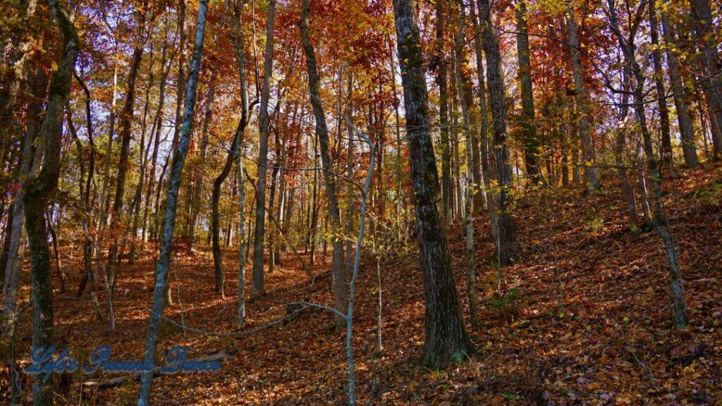 Colorful trees on a leave covered hill in the forest.