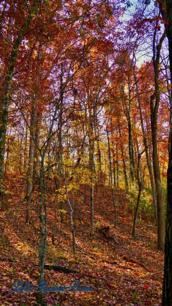 A leave covered trail leading through colorful trees in the forest.