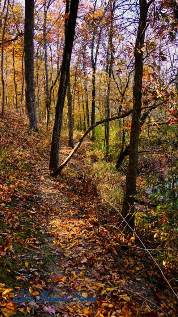 A leave covered trail leading through colorful trees in the forest.