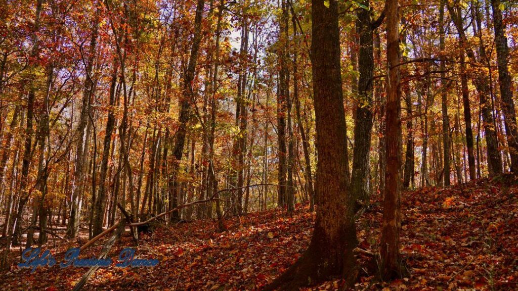 Colorful trees on a leave covered hill in the forest.