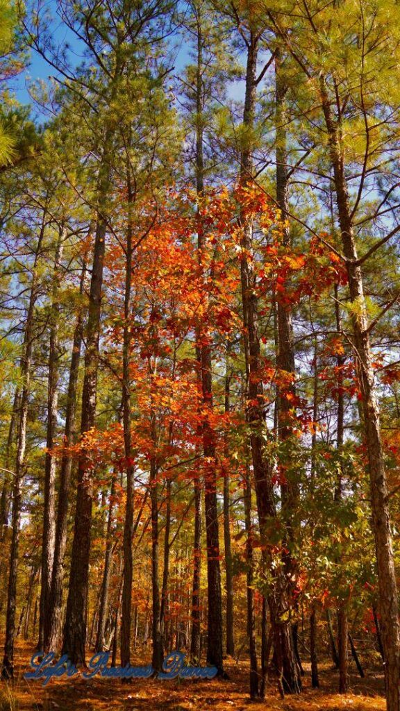 Colorful trees among the pines at Forty Acre Rock.