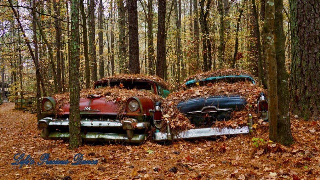 Two vintage junk Mercury&#039;s covered in leaves, in the woods.