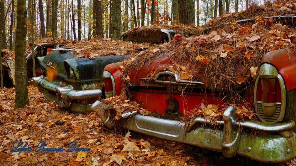 Two vintage junk Mercury&#039;s Covered in pine needles and leaves