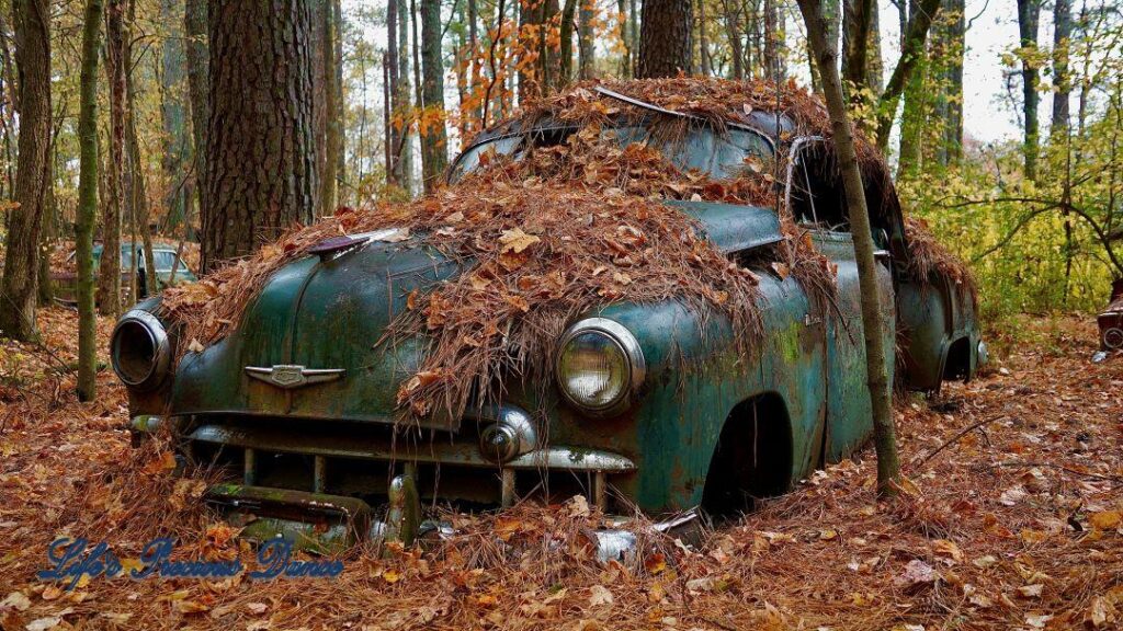 Vintage junk Chevy Deluxe covered in pine needles, sandwiched between trees.