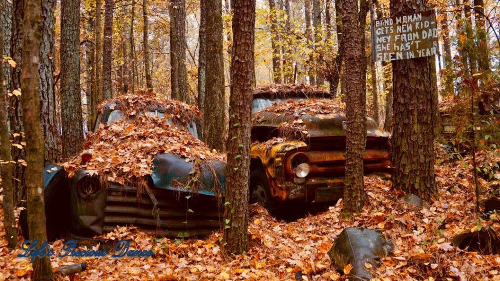 Two vintage junk trucks, covered in leaves, surrounded by trees.