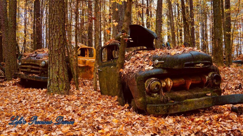 Vintage junk Chevrolet covered in leaves with a tree growing through vehicle.