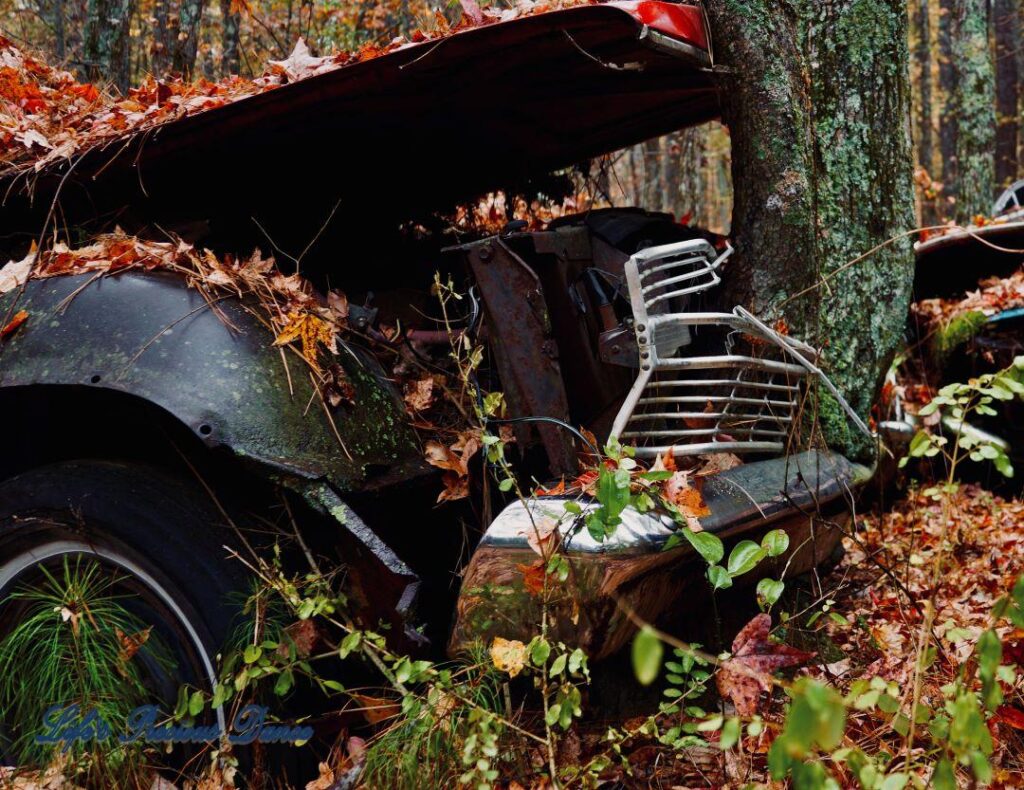 Vintage junk car with tree growing through front grill.