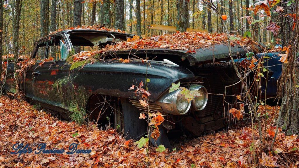 Vintage junk car covered in leaves with tree growing through rear side panel.