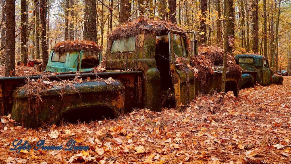 Vintage junk Dodge truck covered in pine needles amongst other vehicles.