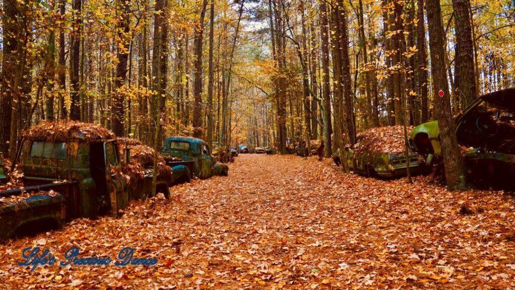 Leave covered trail with vintage junk vehicles to the left and right.