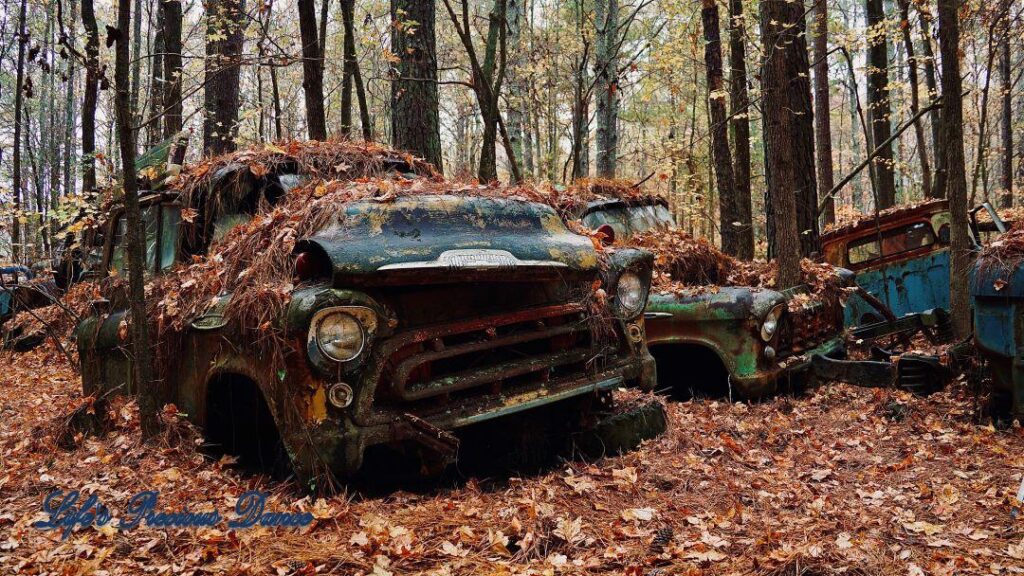 Vintage junk vehicles covered in pine needles and leaves, one with tree growing through engine block.