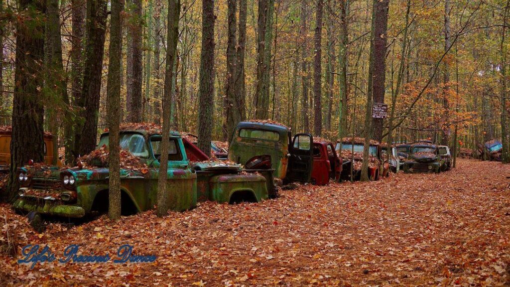 Vintage junk trucks in a row, some with trees growing through them.