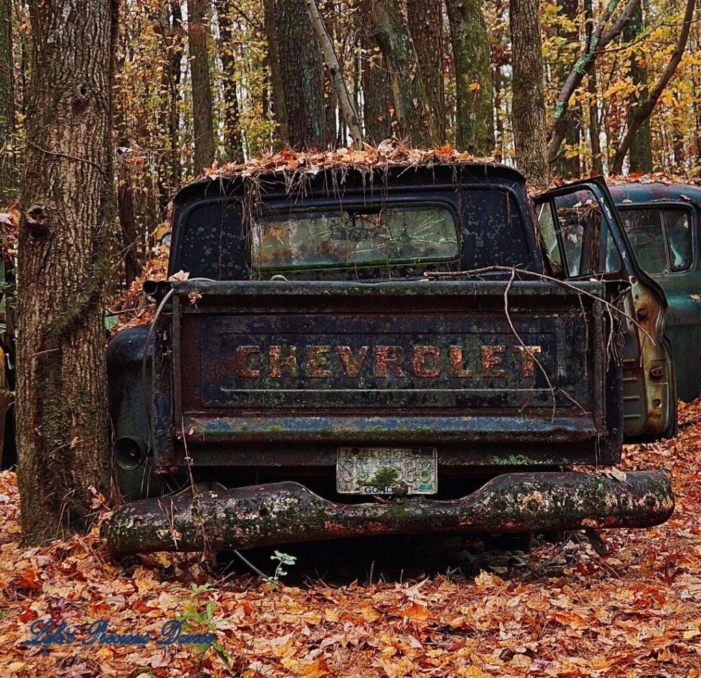 Rear end of a vintage junk Chevrolet truck up against a tree rusting away.