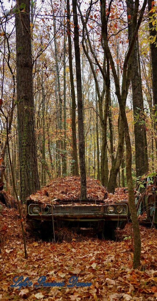 Vintage junk car covered in leaves and pine needles, Tree growing through engine block