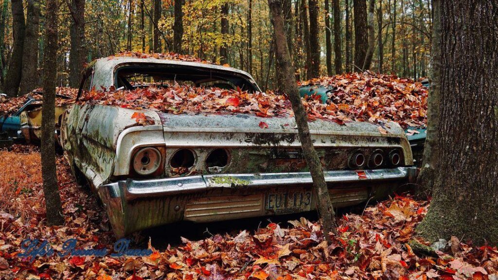 Vintage junk Chevrolet covered in leaves, sandwiched between trees.