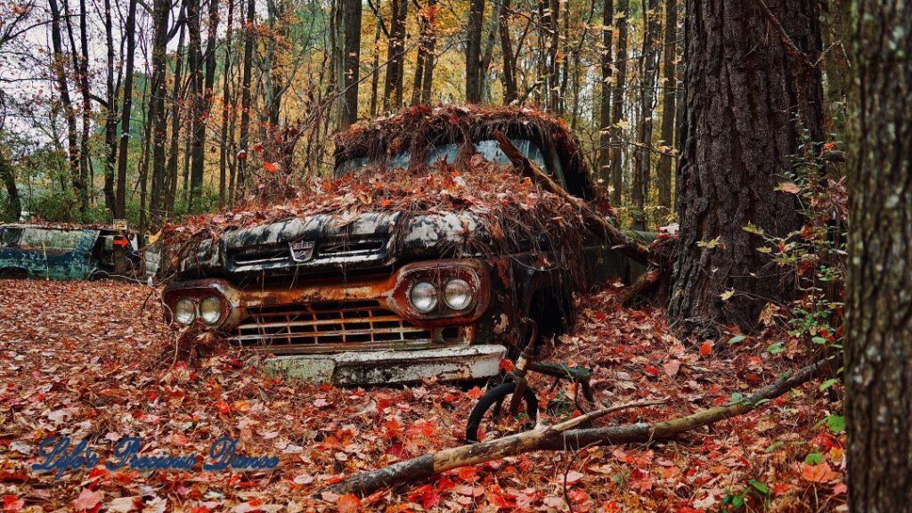 Vintage junk Ford truck covered in pine needles amongst colorful trees.