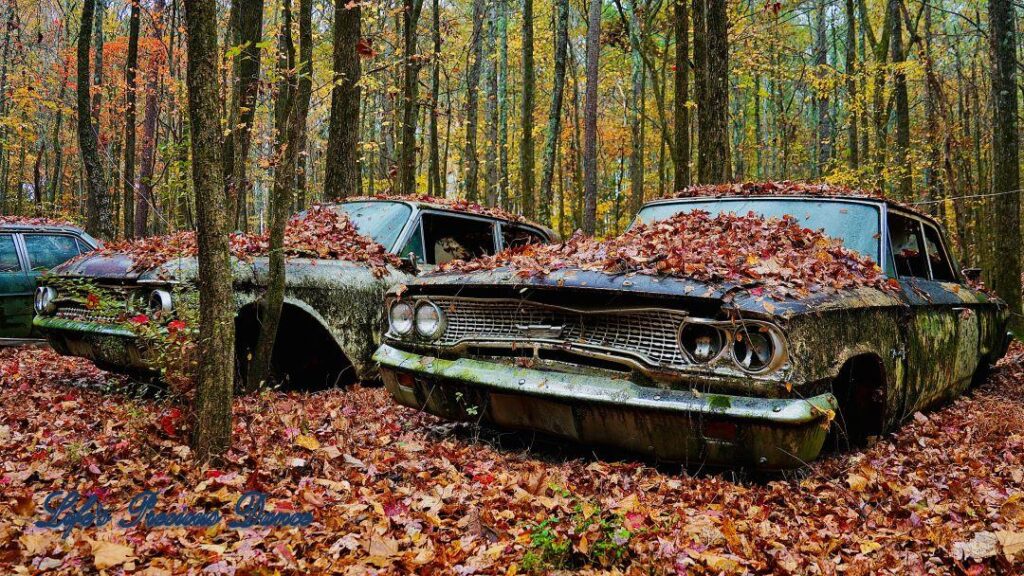 Vintage junk Ford cars rusting amongst colorful trees.