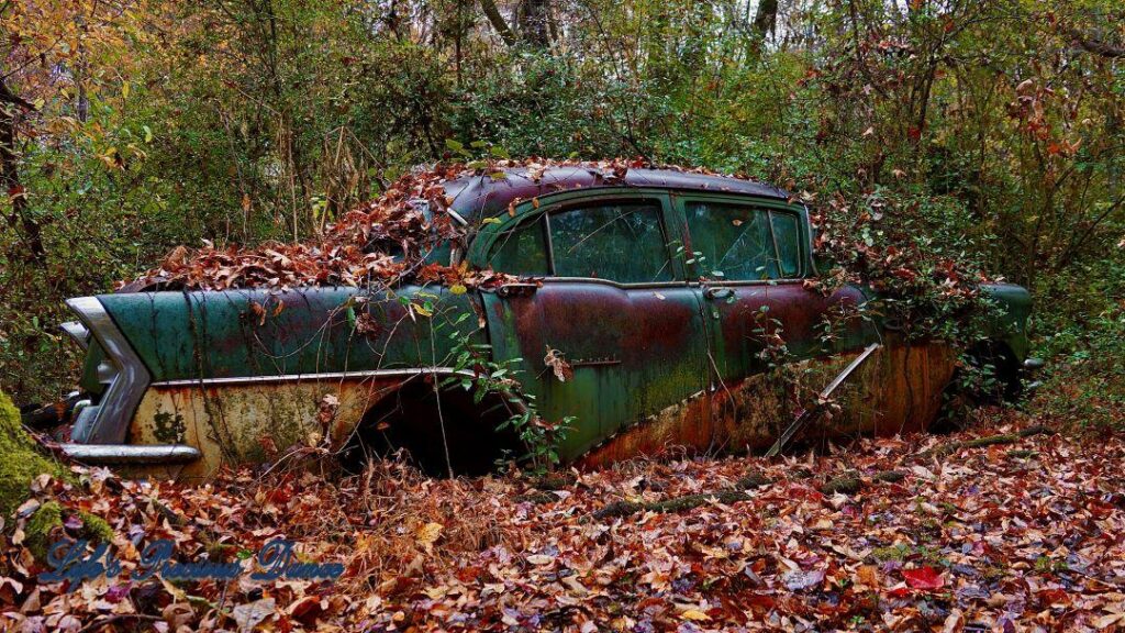 Vintage multi-colored junk car covered in vines and leaves in the woods.