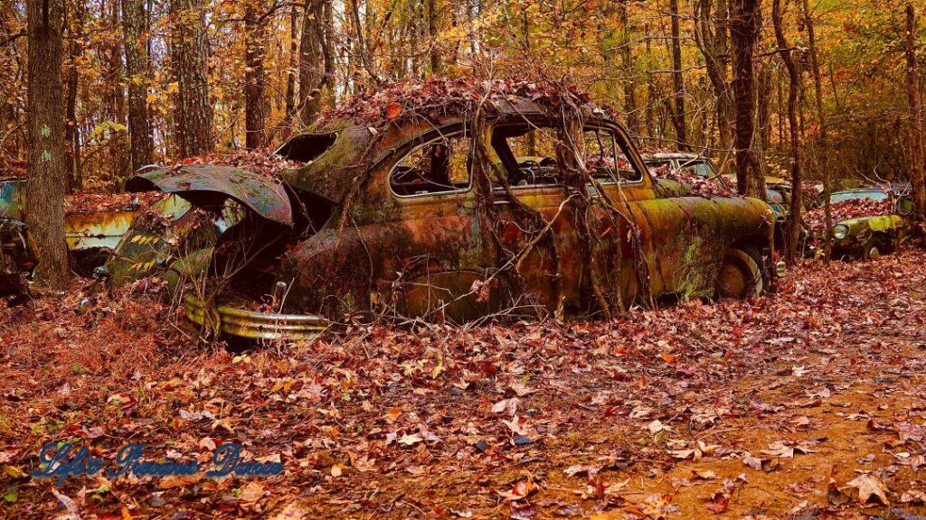 Vintage rust colored junk car entangled in vines under a canopy of colorful trees.