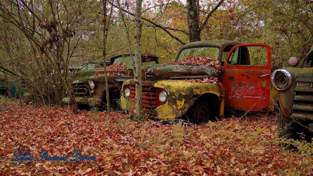 Two toned vintage Ford truck rusting in the woods resting on a bed of colorful leaves