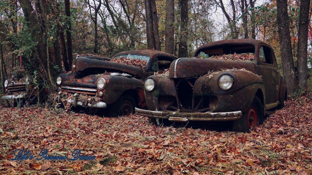 Vintage junk Cadillacs rusting amongst colorful leaves