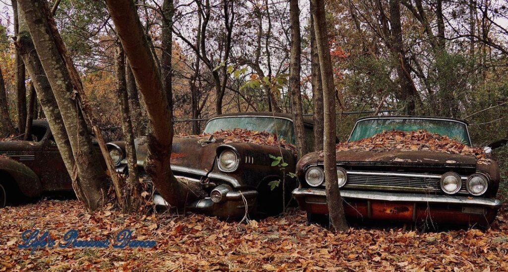 Vintage junk car with a tree growing out of front end