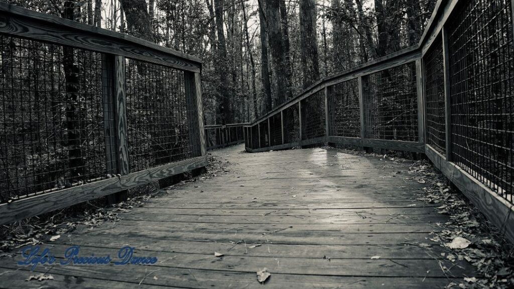 Black and white of boardwalk leading into the swamp