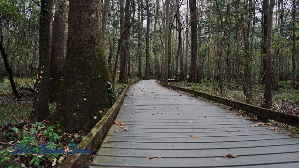 Boardwalk leading through cypress trees in swamp