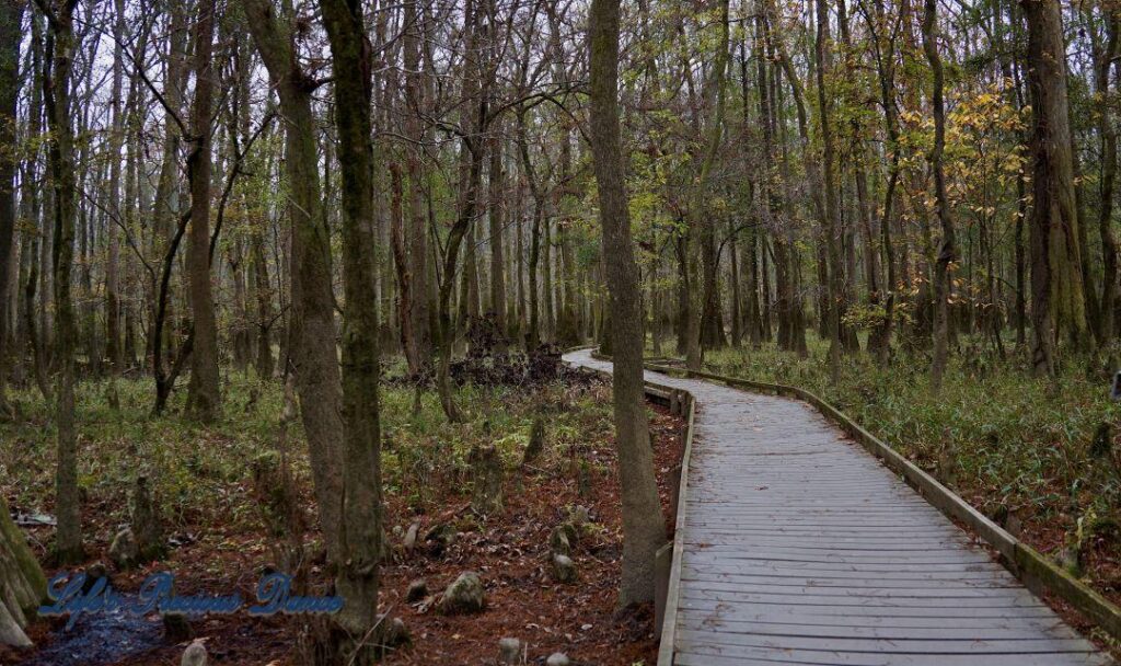 Boardwalk leading through cypress trees in swamp