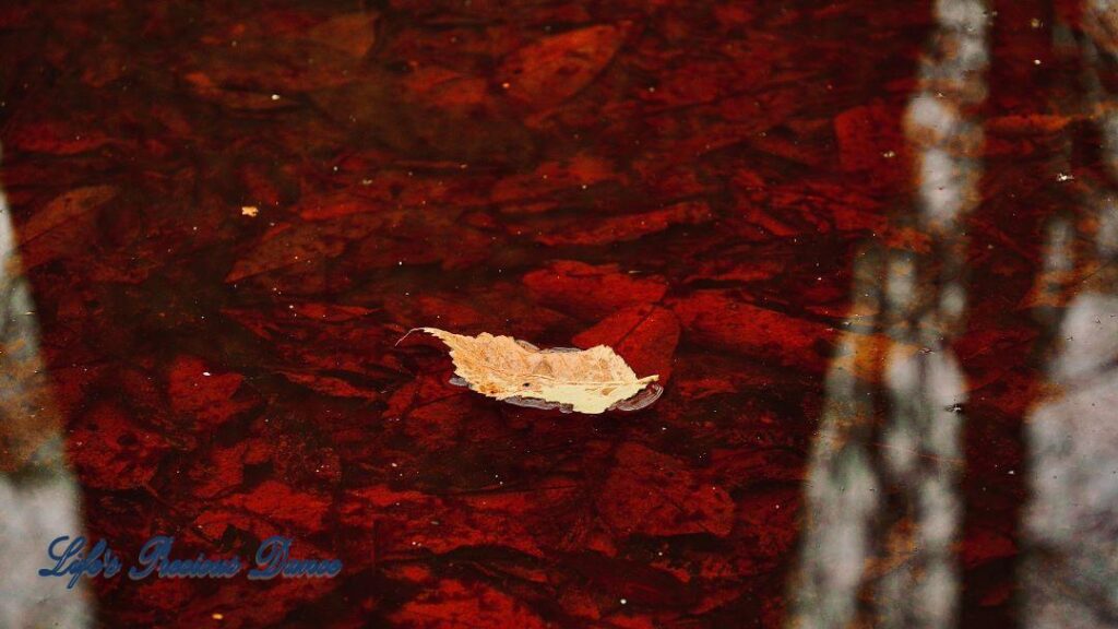 Leaf floating in rust colored swamp