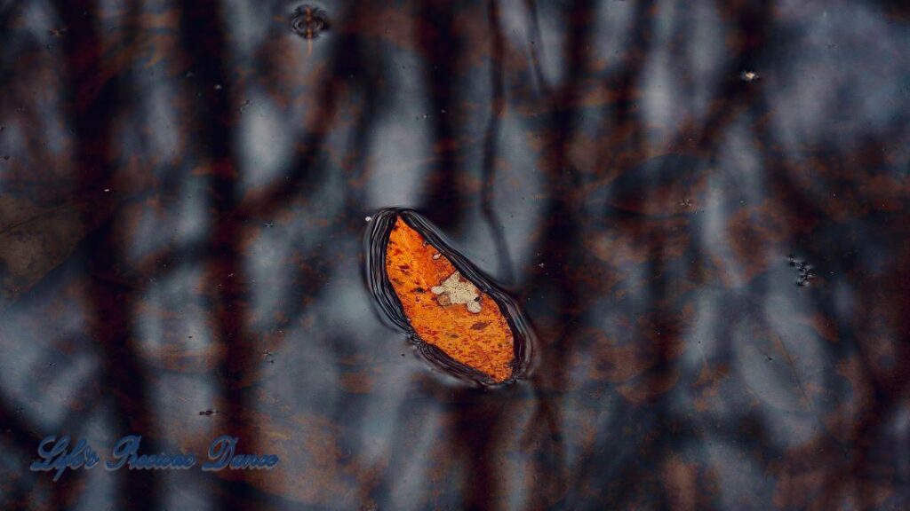 Rust colored leaf floating in swamp