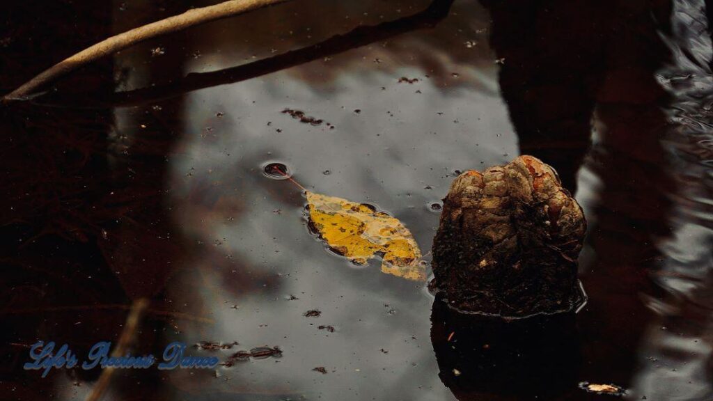 Yellow leaf in swamp beside a cypress knee