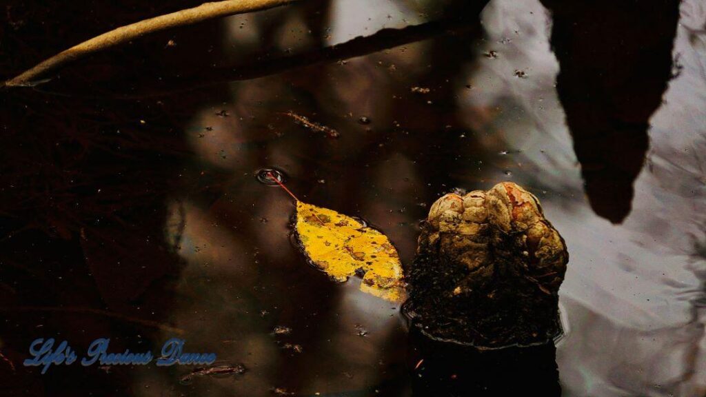 Yellow leaf in swamp beside a cypress knee